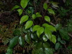 Bergera euchrestifolia (Bergera euchrestifolia)
