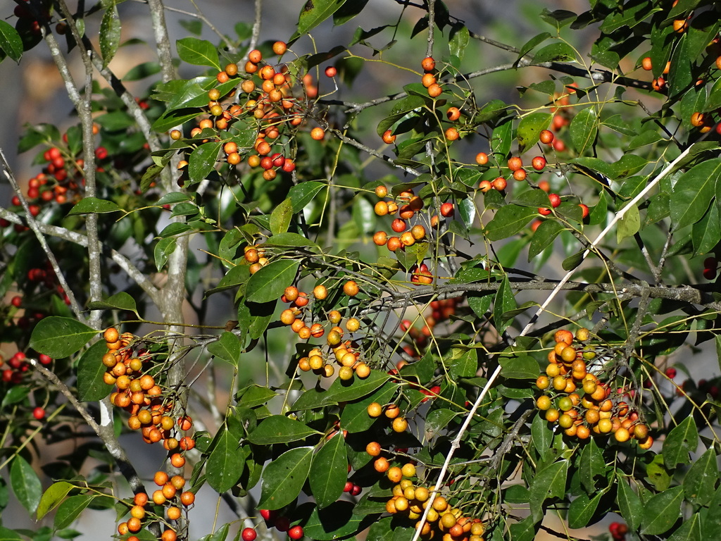 Bergera euchrestifolia (Bergera euchrestifolia)