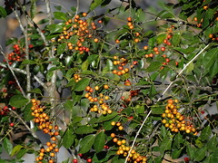 Bergera euchrestifolia (Bergera euchrestifolia)