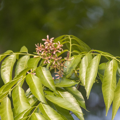 Curry tree (Bergera koenigii)