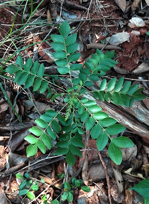 Curry tree: (Murraya koenigii) curry leaf plant at Kambalakonda Eco park in Visakhapatnam