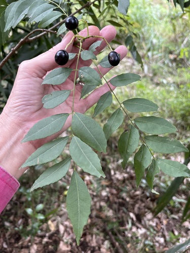 Curry tree (Bergera koenigii)