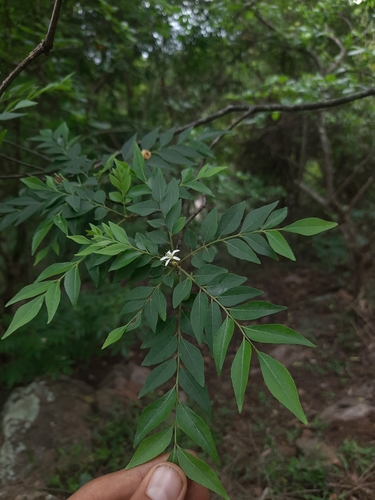 Curry tree (Bergera koenigii)