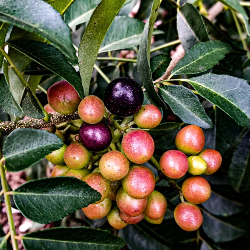 Curry tree (Bergera koenigii)