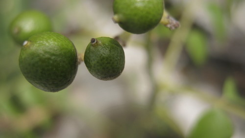 Curry tree (Bergera koenigii)