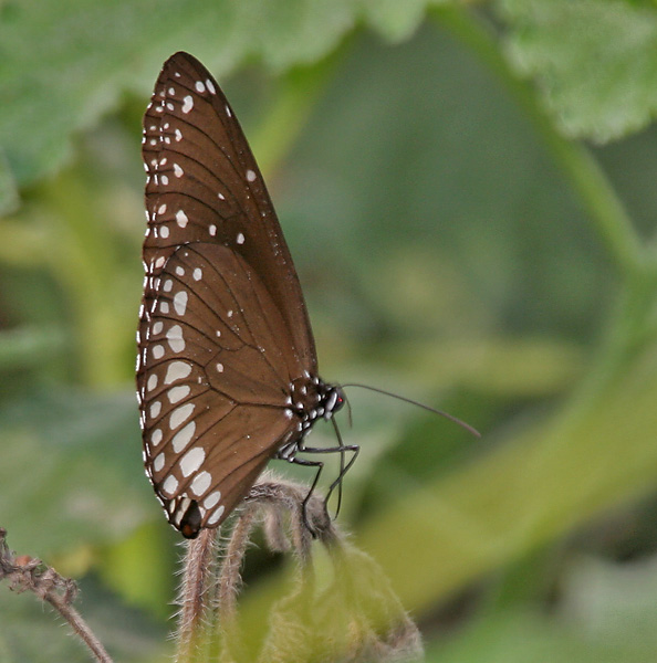 Curry tree: Common Indian Crow Euploea core at Jayanti in Buxa Tiger Reserve in Jalpaiguri district of West Bengal , India .