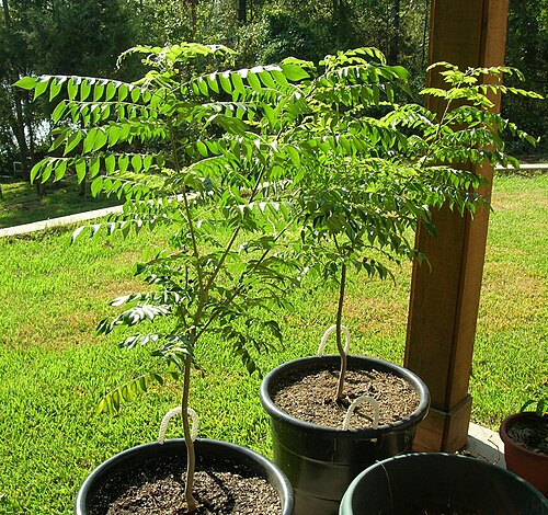 Curry tree (Bergera koenigii)