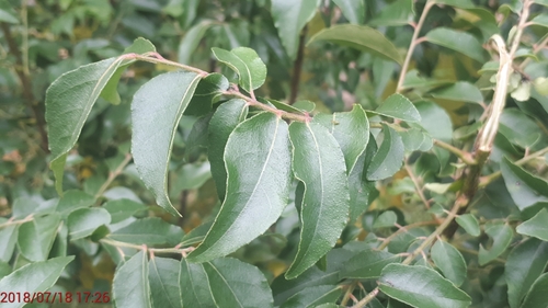 Curry tree (Bergera koenigii)