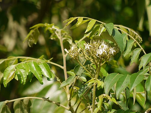 Curry tree: Rutaceae (ruta, or citrus family) » Bergera koenigii ¿ ber-GER-ah ? mer-RAY-yuh -- named for Johann Andreas Murray, Prof. of botany and medicine ko-NIG-ee-eye -