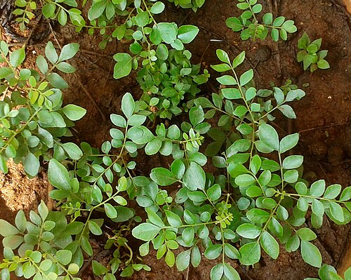 Curry tree: (Murraya koenigii) curry leaf plant saplings in a pot at Nizampet, Hyderabad