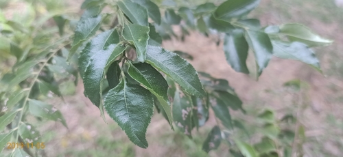 Curry tree (Bergera koenigii)