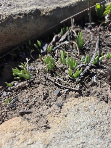 Bergeranthus katbergensis (Bergeranthus katbergensis)