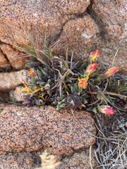 Bergeranthus katbergensis (Bergeranthus katbergensis)
