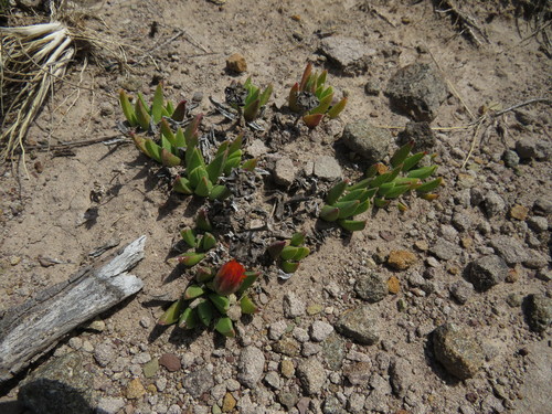 Bergeranthus katbergensis (Bergeranthus katbergensis)