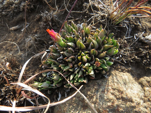 Bergeranthus katbergensis (Bergeranthus katbergensis)