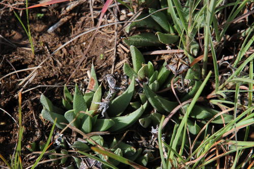 Bergeranthus katbergensis (Bergeranthus katbergensis)