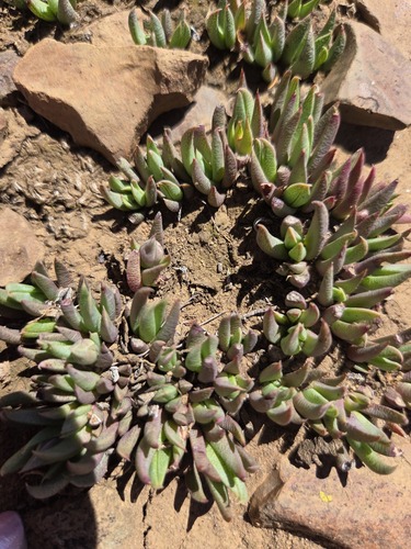 Bergeranthus katbergensis (Bergeranthus katbergensis)
