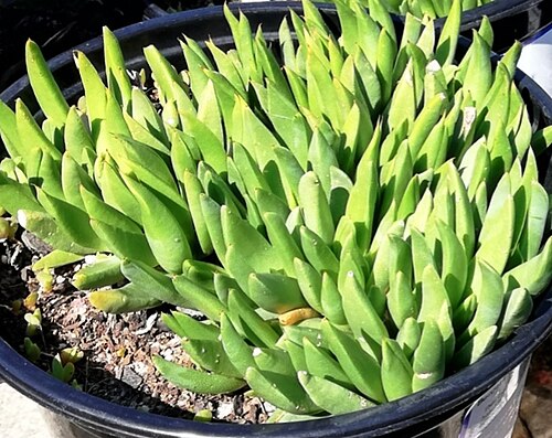 Bergeranthus multiceps: Bergeranthus multiceps
