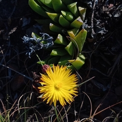 Bergeranthus scapiger (Bergeranthus scapiger)