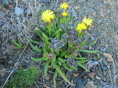 Bergeranthus scapiger (Bergeranthus scapiger)