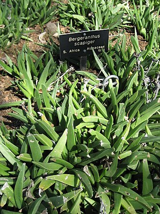 Bergeranthus scapiger: Photographed at Huntington Gardens (Los Angeles) in March