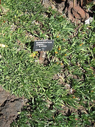 Bergeranthus vespertinus: Photographed at Huntington Gardens (Los Angeles) in March