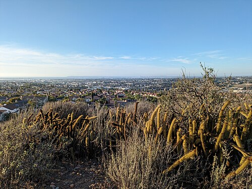 Golden snakecactus: Golden-spined Cereus ( Bergerocactus emoryi ) in the United States