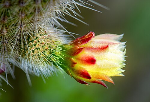 Golden snakecactus: Golden-spined Cereus
