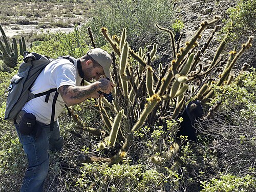 Golden snakecactus: Golden-spined Cereus ( Bergerocactus emoryi ) in Mexico