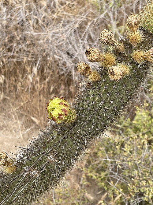 Golden snakecactus: Golden-spined Cereus ( Bergerocactus emoryi ) in the United States