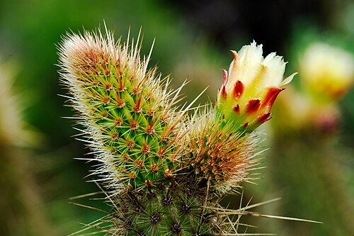 Golden snakecactus: Golden-spined Cereus