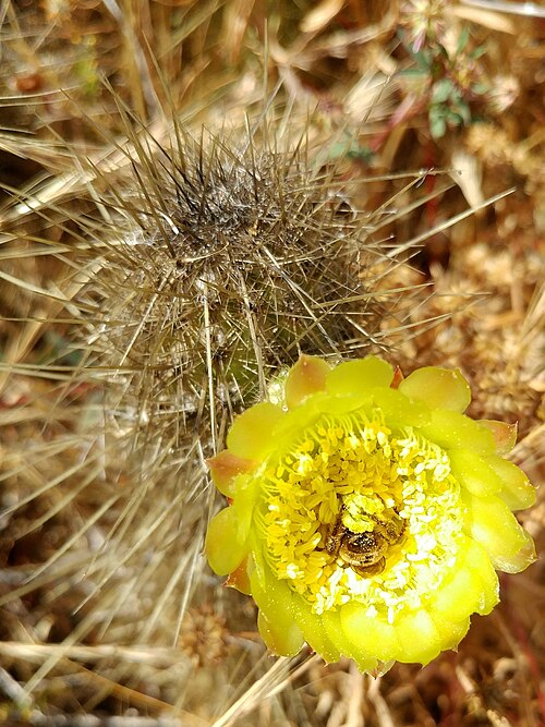 Golden snakecactus: Golden-spined Cereus