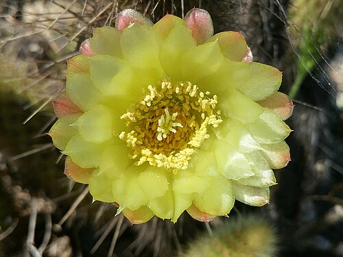 Golden snakecactus: Golden-spined Cereus