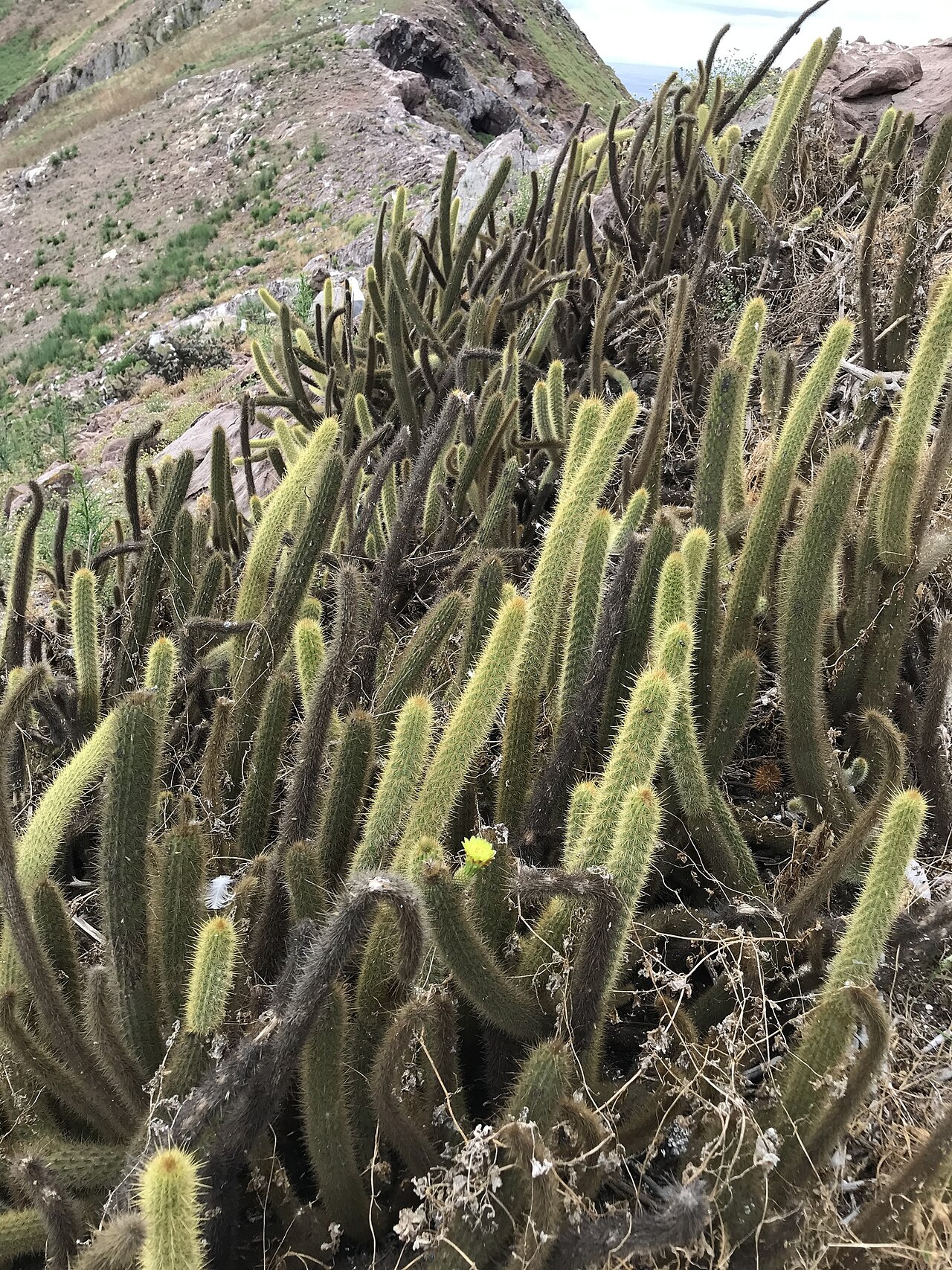 Golden snakecactus: Golden-spined Cereus