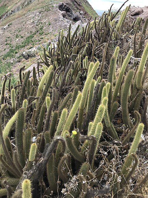 Golden snakecactus: Golden-spined Cereus
