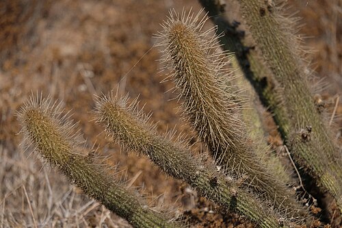 Golden snakecactus: Golden-spined Cereus