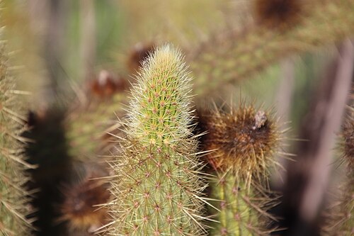 Golden snakecactus: Golden-spined Cereus