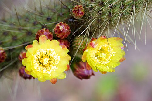 Golden snakecactus: Golden-spined Cereus