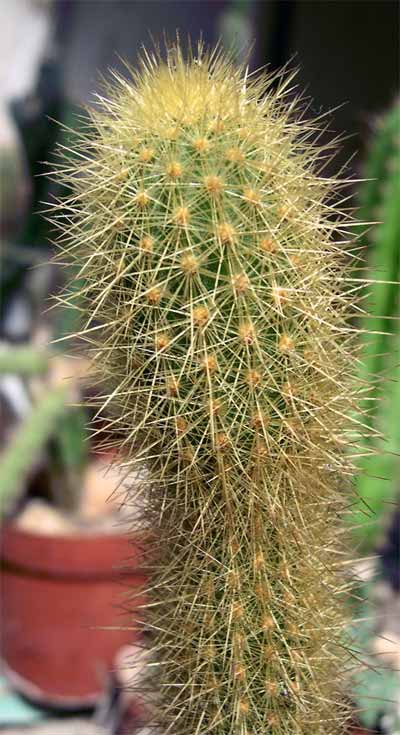 Golden snakecactus: Bergerocactus emoryi