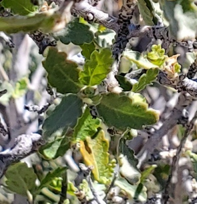 Bernardia incana (Bernardia incana)