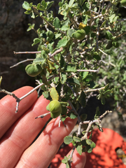 Bernardia incana (Bernardia incana)