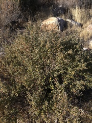 Bernardia incana (Bernardia incana)