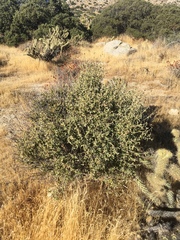 Bernardia incana (Bernardia incana)