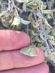 Bernardia incana (Bernardia incana)