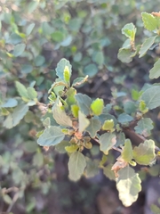 Bernardia incana (Bernardia incana)