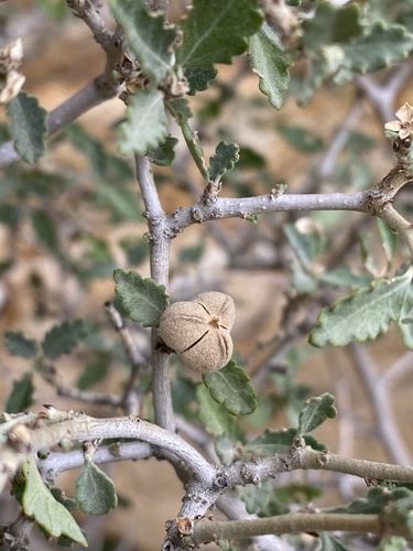 Bernardia incana (Bernardia incana)