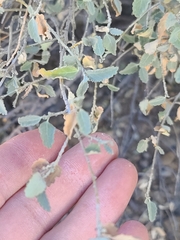 Bernardia incana (Bernardia incana)