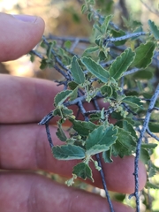 Bernardia incana (Bernardia incana)