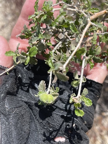 Bernardia incana (Bernardia incana)