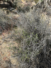 Bernardia incana (Bernardia incana)